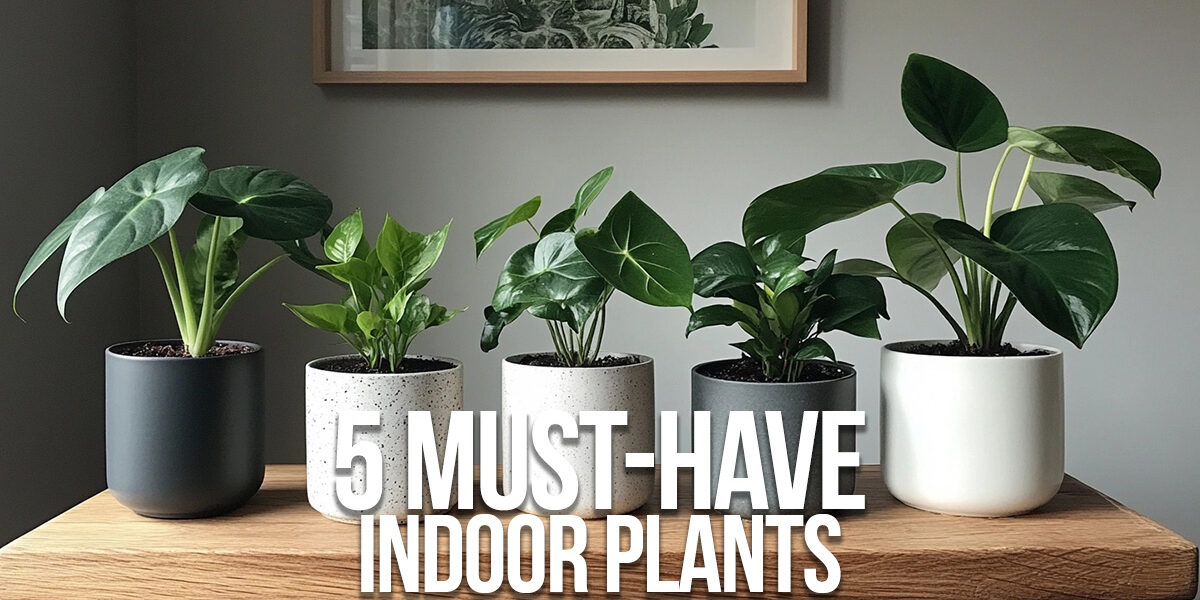 HOME-5 Must-Have Indoor Plants